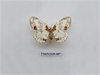 藏品(尺蛾24)的圖片